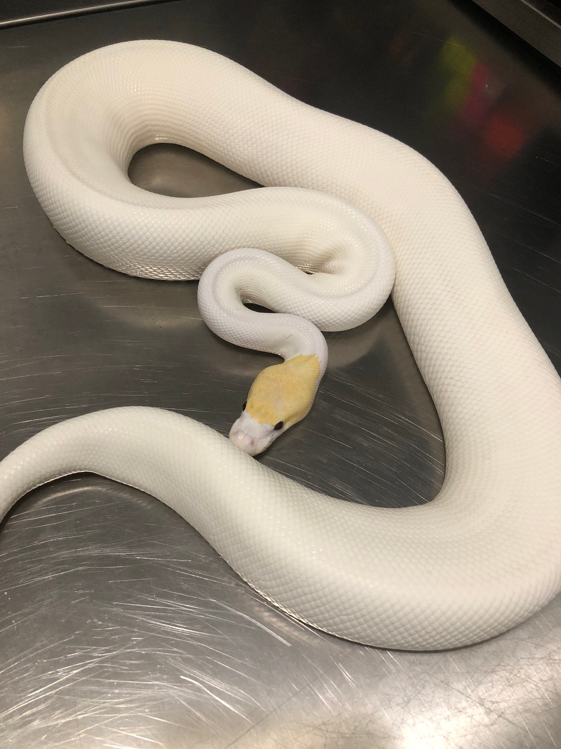 Banana Spider Pied Ball Python by EV Reptiles MorphMarket