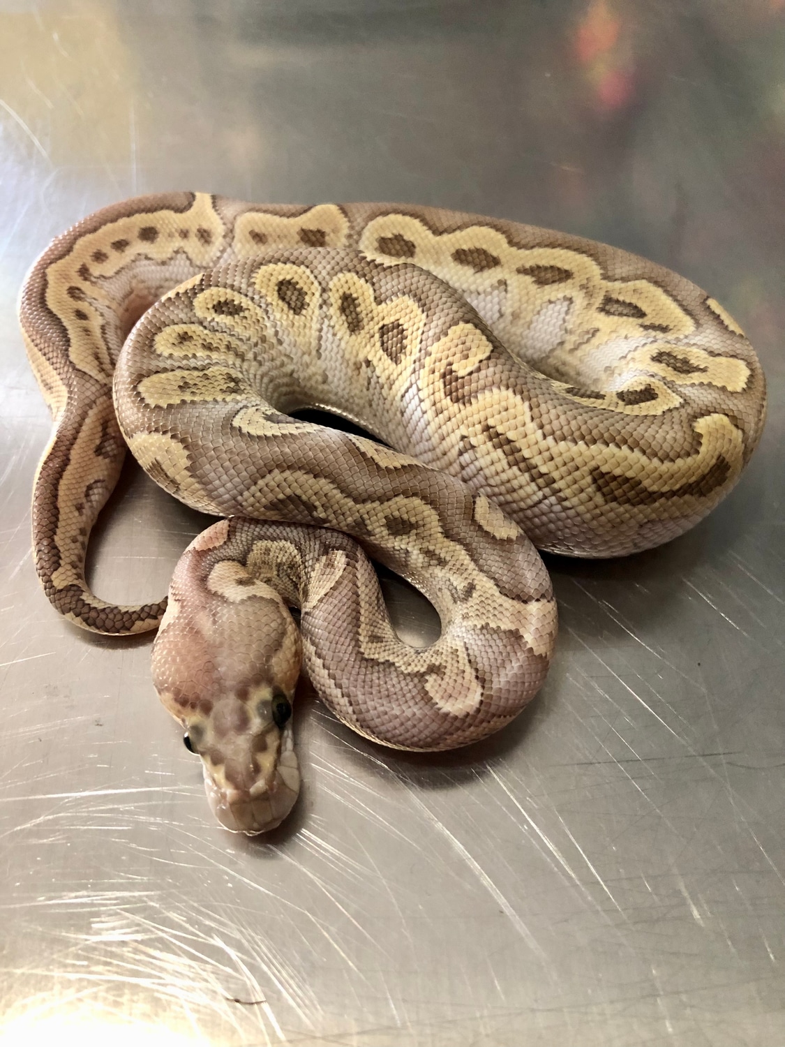 Ghi Lesser Clown Poss: Yellowbelly Ball Python by EV Reptiles - MorphMarket