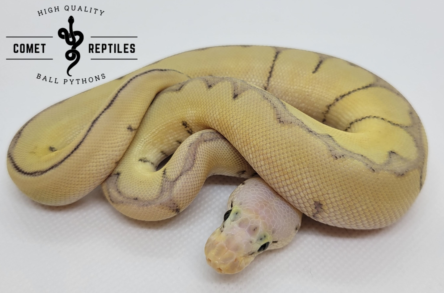 Killer Bee Clown Female Ball Python by Comet Reptiles - MorphMarket