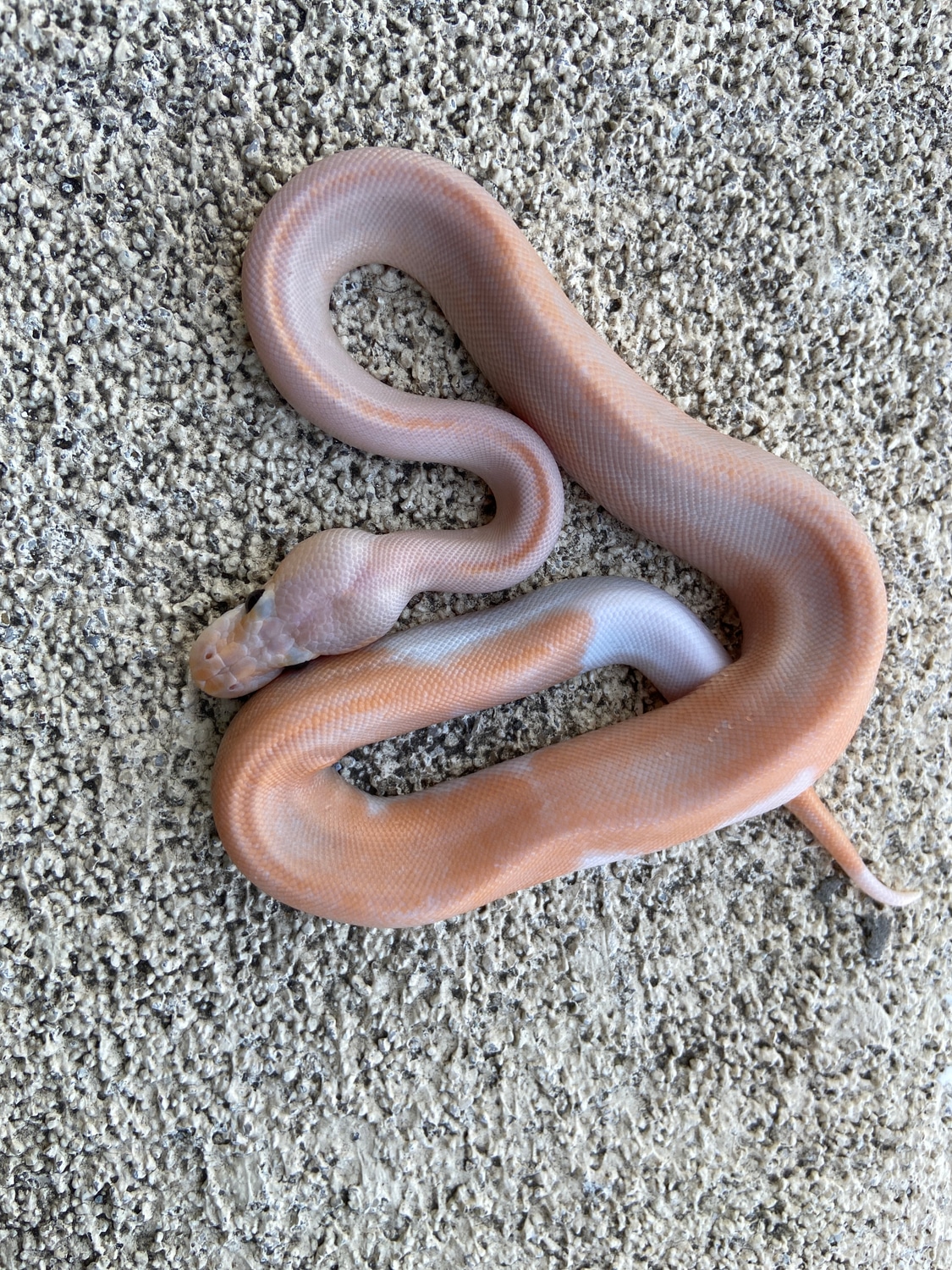 Banana Black Pastel Champagne 50 Het Ghost Ball Python by Walz Balls