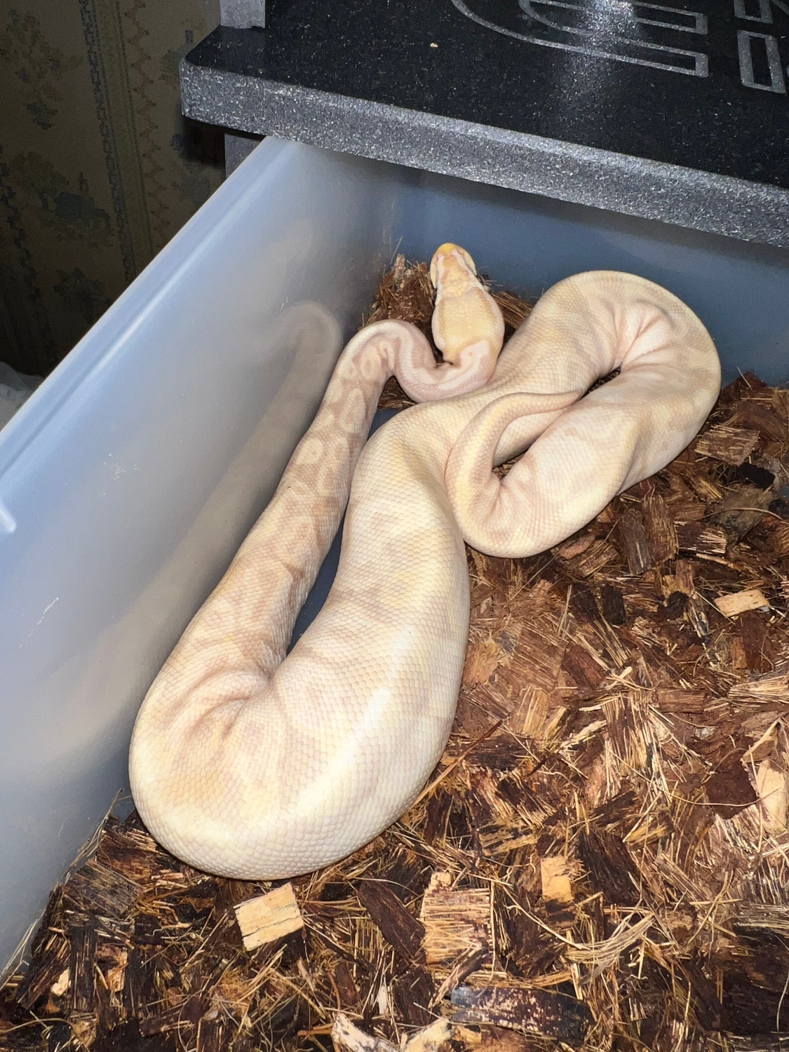 2021 Super Banana Pastel YB Ball Python by Montgomery Ball Pythons MorphMarket