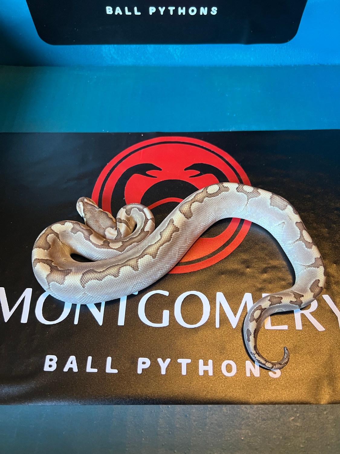 2022 Bamboo F Ball Python by Montgomery Ball Pythons - MorphMarket