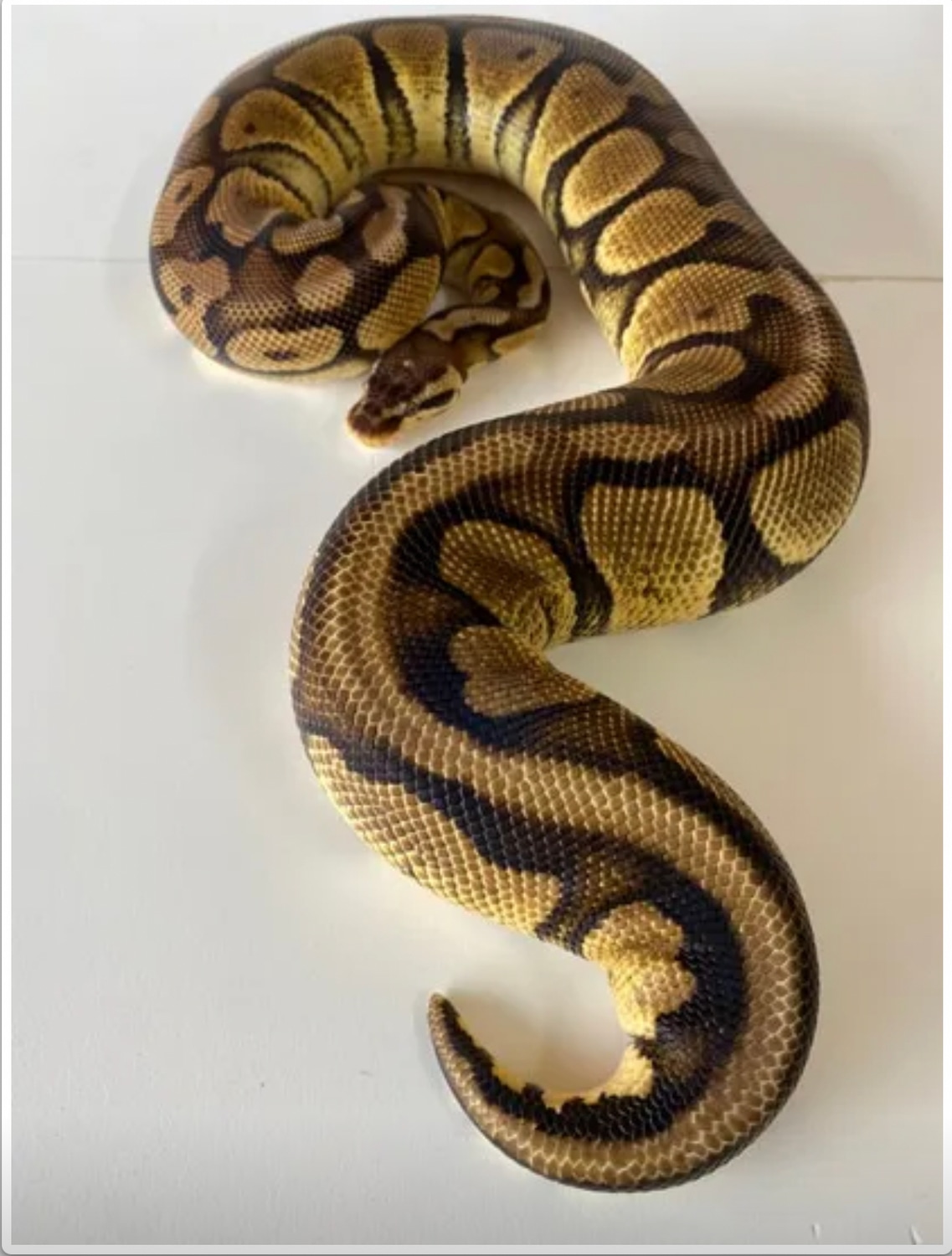 2019 Female Pastel 100% Het Clown Ball Python by Montgomery Ball ...