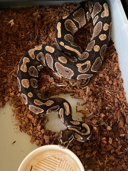 2017 Normal Female Ball Python by Montgomery Ball Pythons