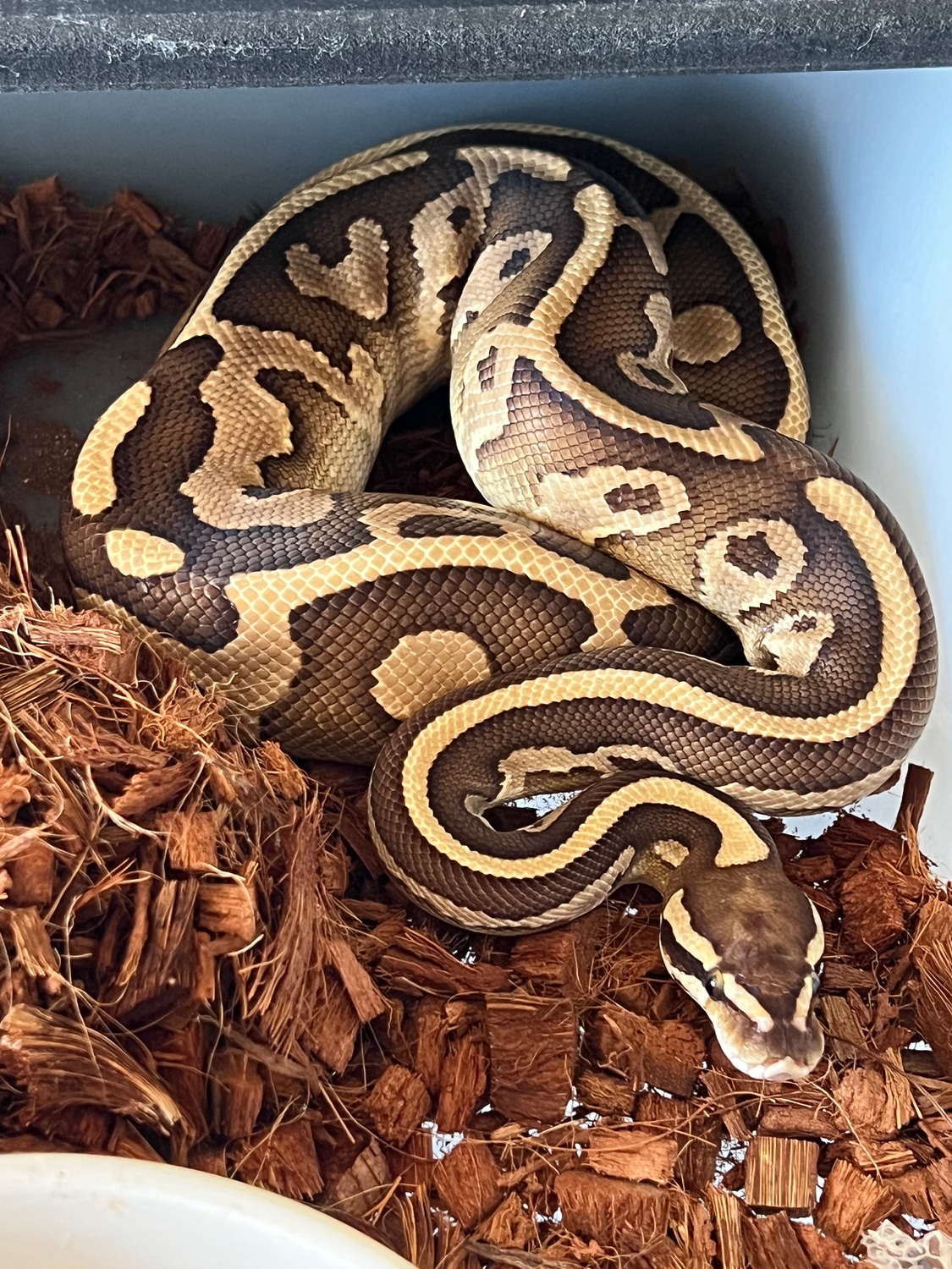 2021 Leopard Lesser Male 760g Ball Python by Montgomery Ball Pythons ...