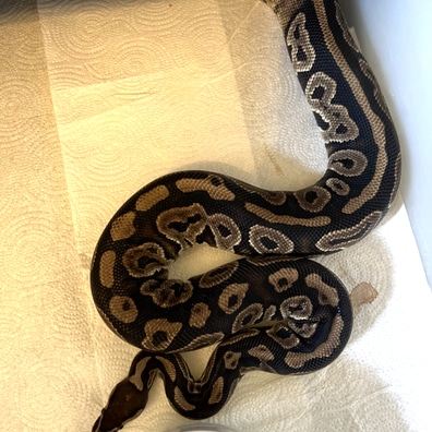 Ball Pythons For Sale - MorphMarket US & Canada