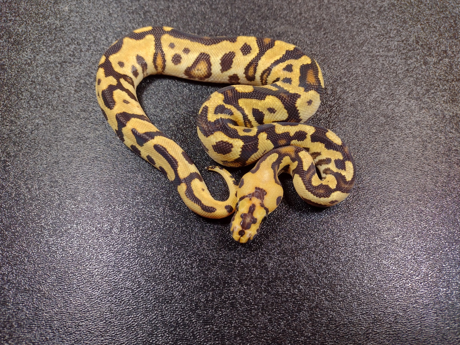 Fire Spotnose Clown Ball Python by Exactly Exotics - MorphMarket