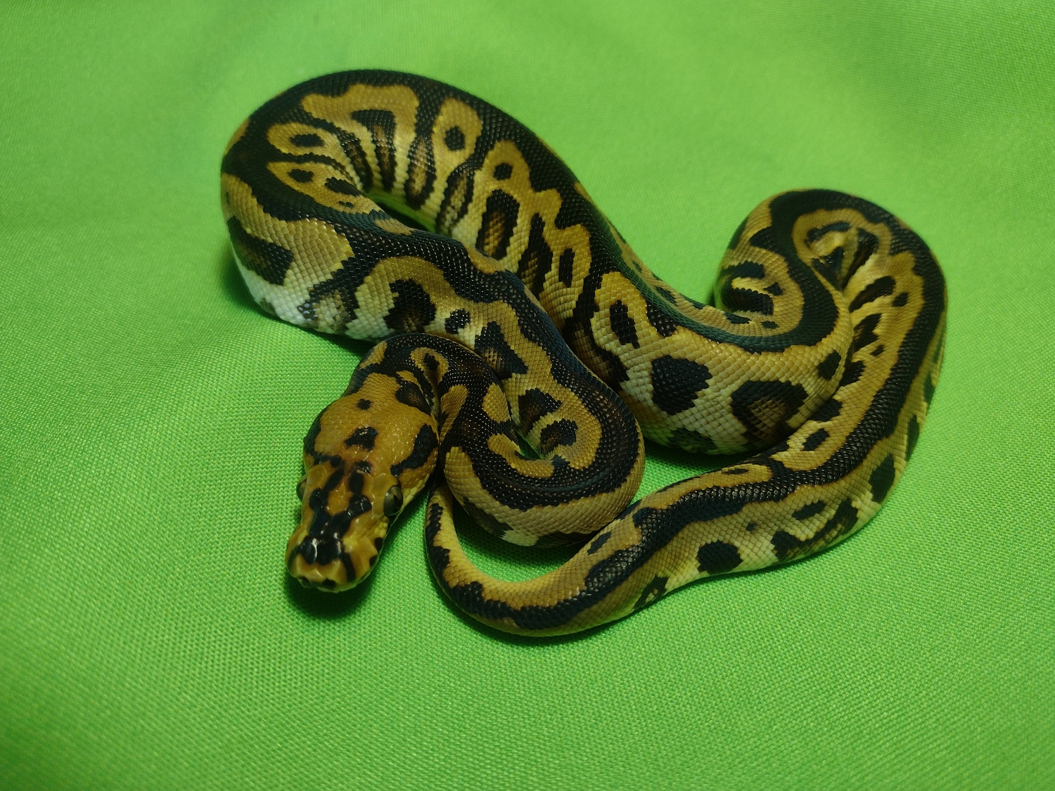 Spotnose Clown Ball Python by Exactly Exotics MorphMarket