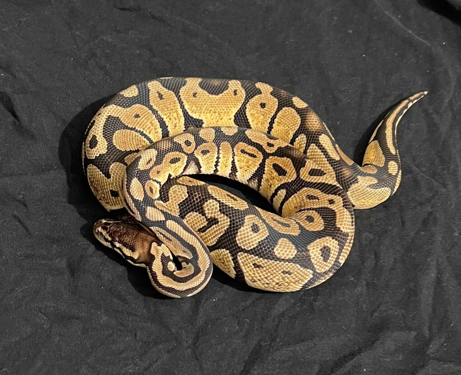 Pastel Enchi Yellowbelly Ball Python by 209 Exclusive Pythons MorphMarket