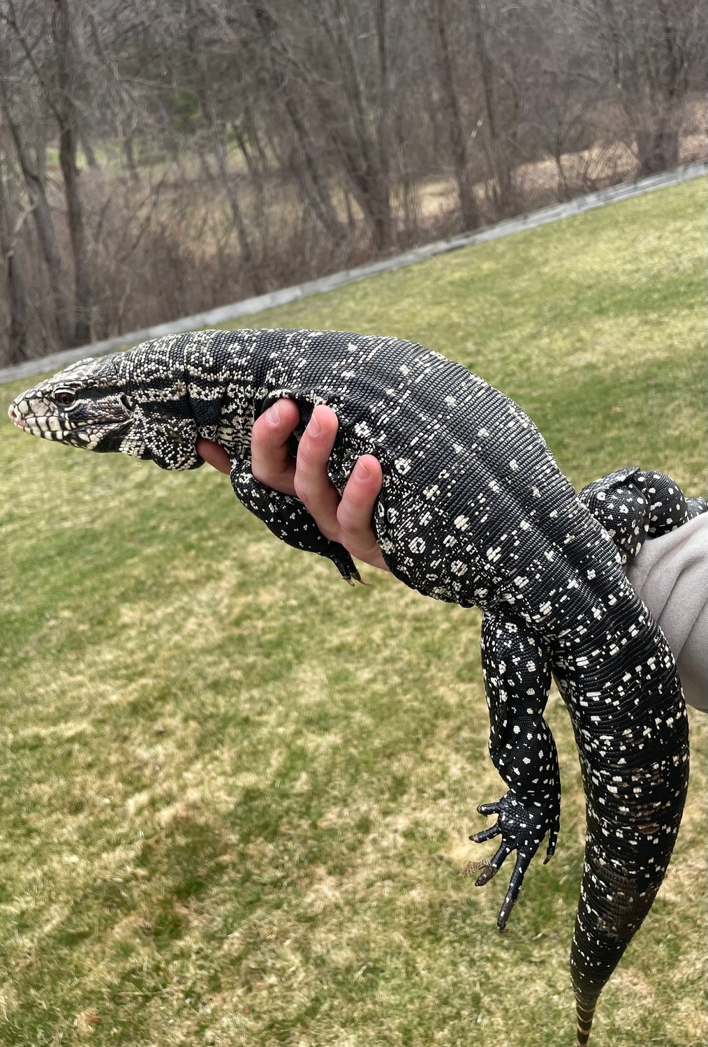 Adult Female Argentine Black And White Tegu Salvator Tegu By Exclusive Adult Female Argentine Black And White Tegu Salvator Tegu By Exclusive