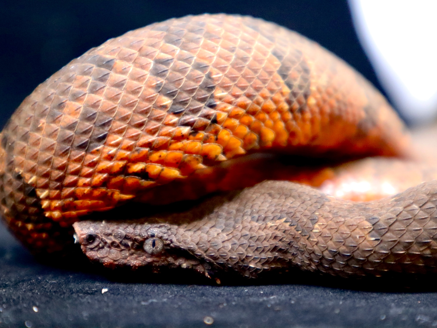 Red Viper Boa Female Other Boa by Exergy Exotics MorphMarket