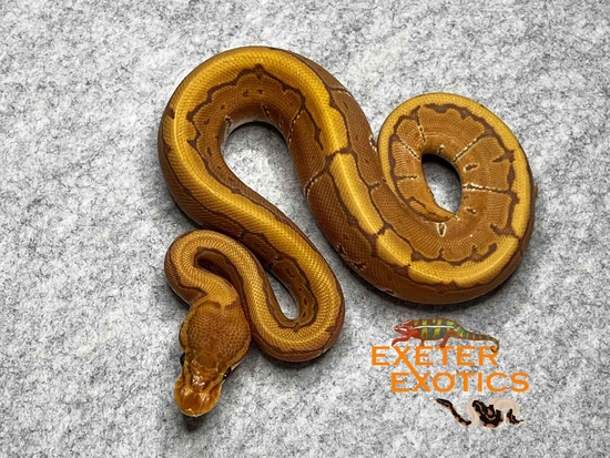 Ultramel Pinstripe Ball Python by Exeter Exotics