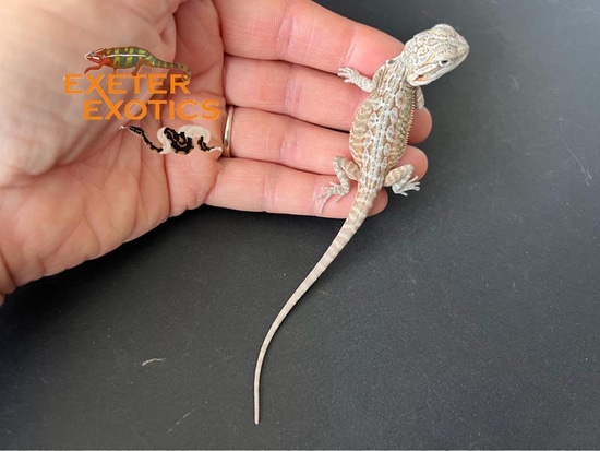 Hypo Leatherback 100% Het Zero 66% Het Translucent Bearded Dragon ...