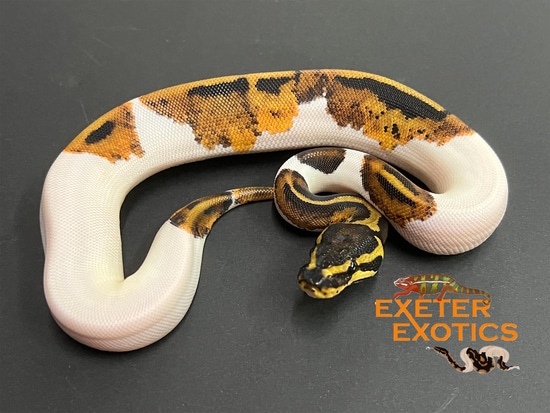 Pied Ball Python by Exeter Exotics