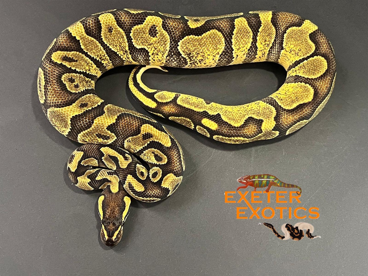 Enchi Asphalt Or Yellow Belly Ball Python by Exeter Exotics - MorphMarket