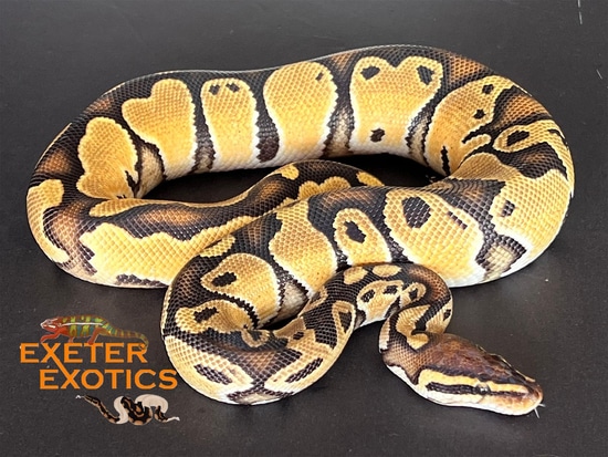 Orange Dream Special 66% Het Puzzle 50% Het Clown Ball Python by Exeter ...