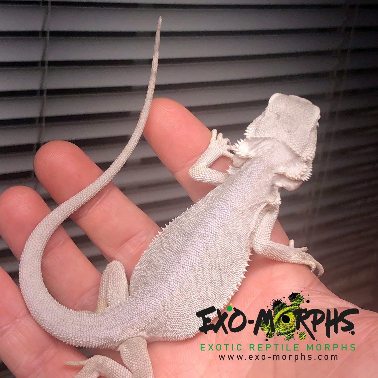 Hypo Leatherback Zero Bearded Dragon Central Bearded Dragon by ExoMorphs™ Exotic Reptile Morphs