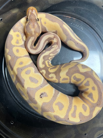 Banana Leopard Het Clown Ball Python by Exo-Morphs™ Exotic Reptile Morphs