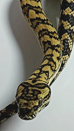 MBB Red Male Coastal Carpet Python by Redding Reptile Breeders