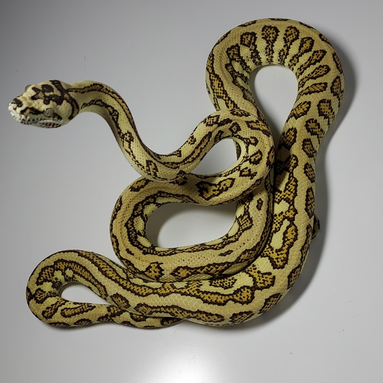 Red Jag Female Coastal Carpet Python by Redding Reptile Breeders