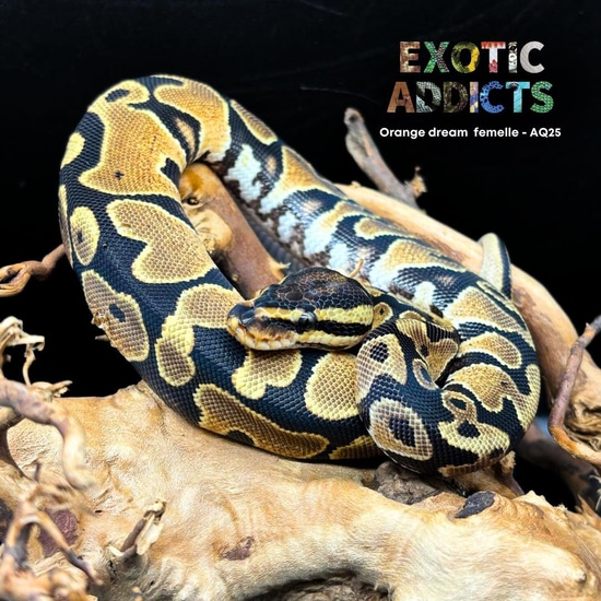 Orange Dream Ball Python by Exotic Addicts