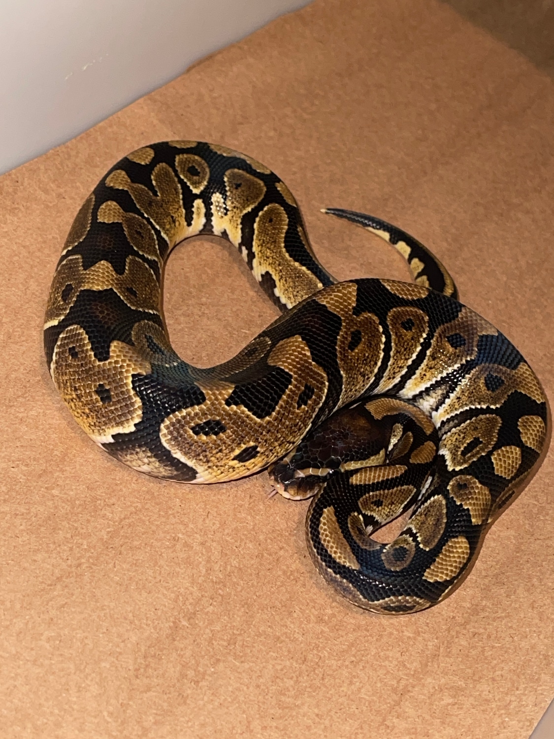 Het Vpi 50% Desert Ghost Ball Python by Exotic Empire Pets - MorphMarket