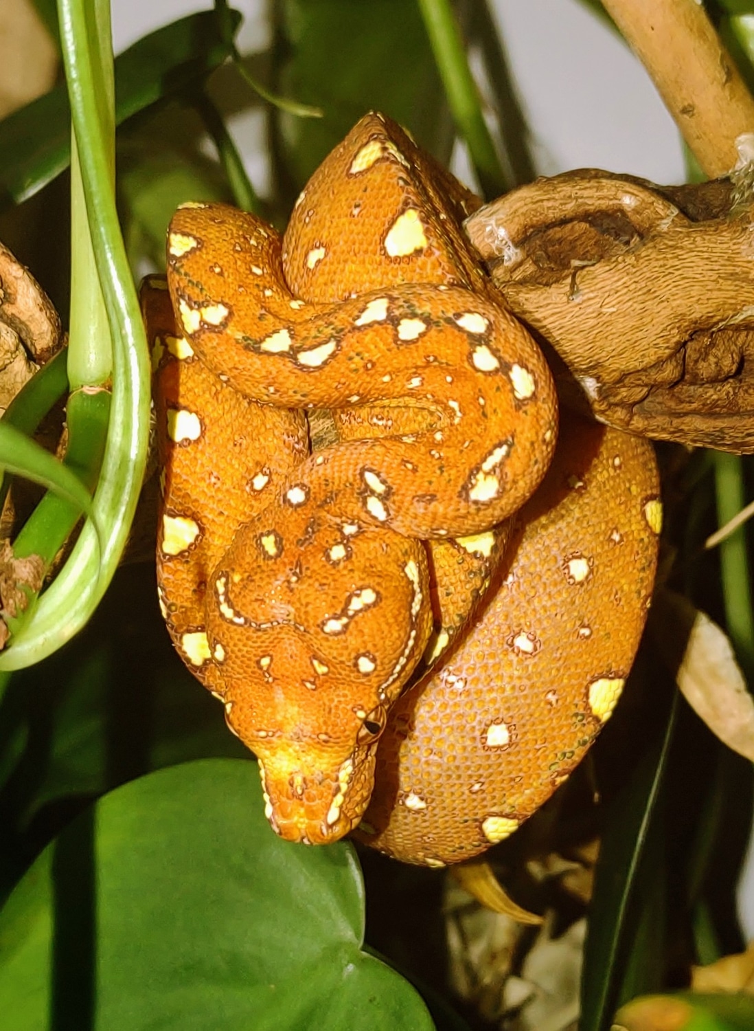 Red Biak Green Tree Python by Exotic Jungle - MorphMarket