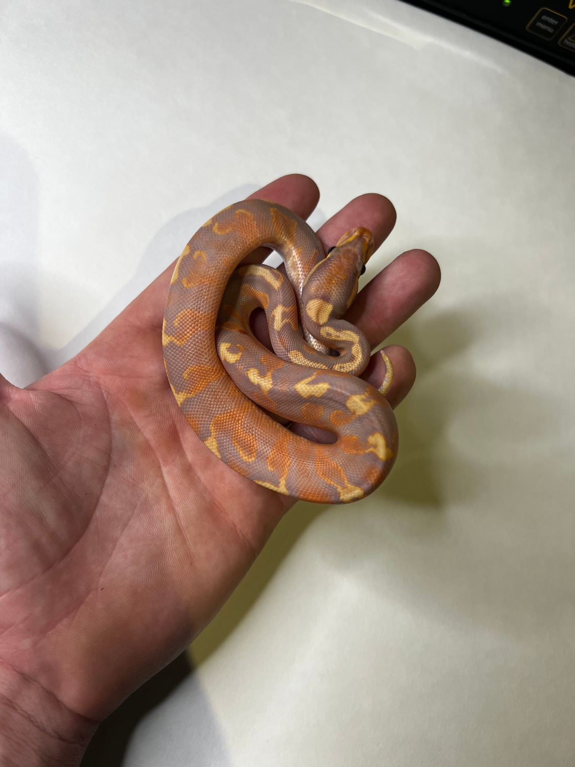 Banana Ghi Yellowbelly/Specter Ball Python by Rubaexotics MorphMarket
