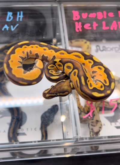 HiOdYb Fire Ball Python by Rubaexotics
