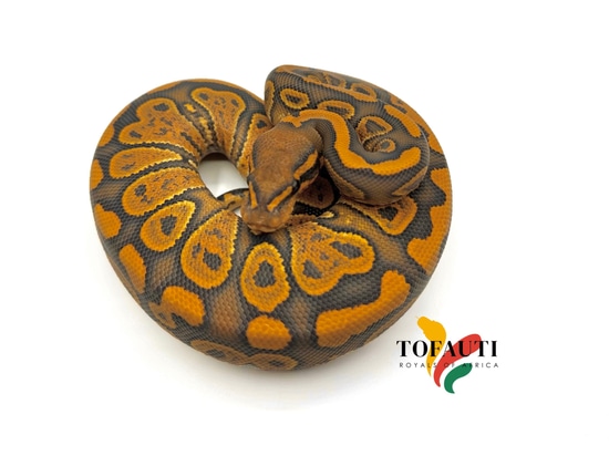 Super NR Mandarin Hypo Ball Python by Tofauti Royals of Africa