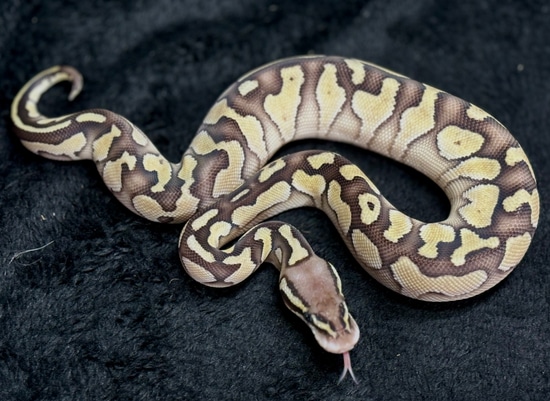Super Pastel Black Pastel Lesser Enchi Ball Python by Exotics By Witchy