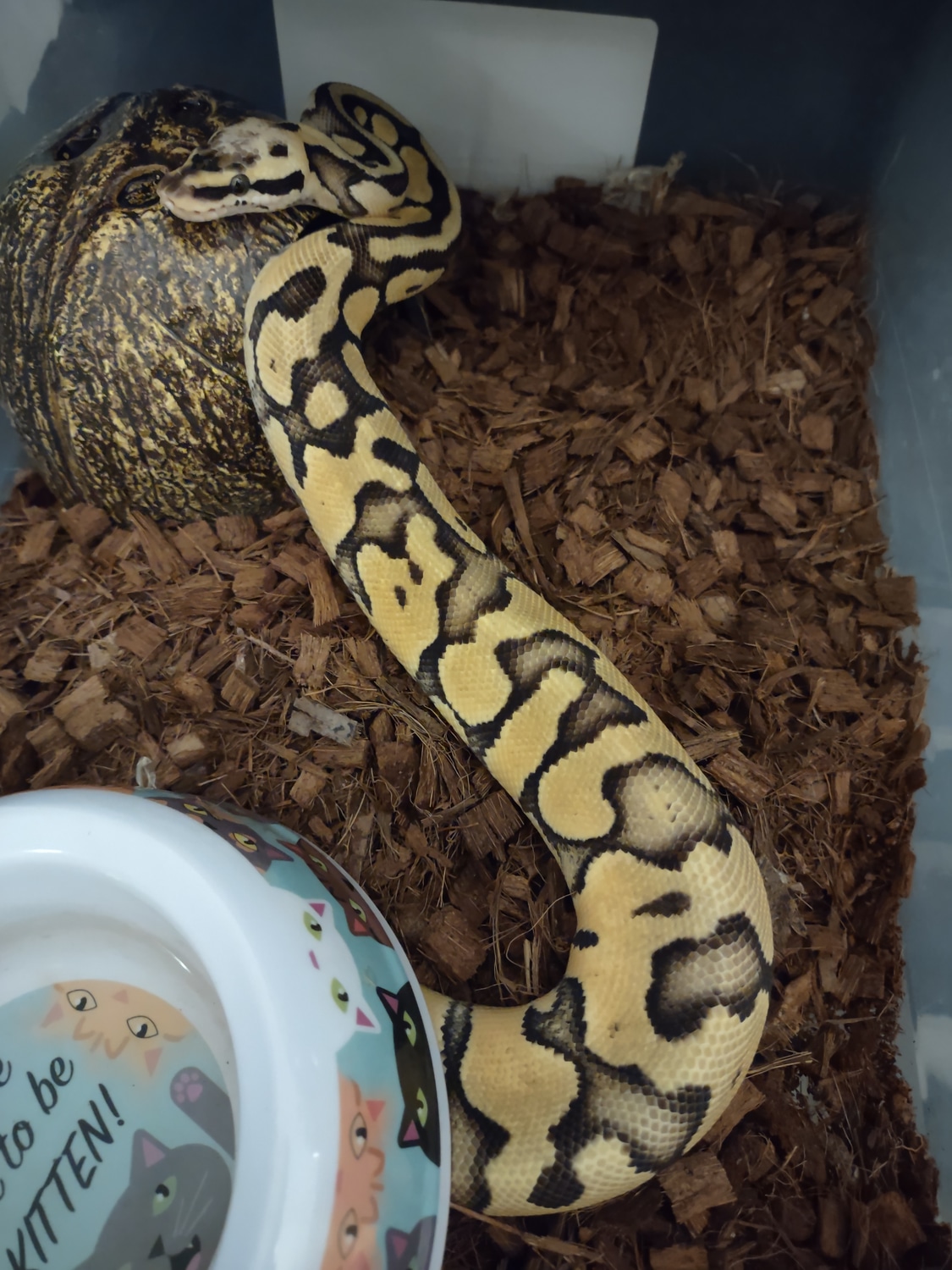 Super Pastel Enchi Ball Python by K&S Exotics - MorphMarket