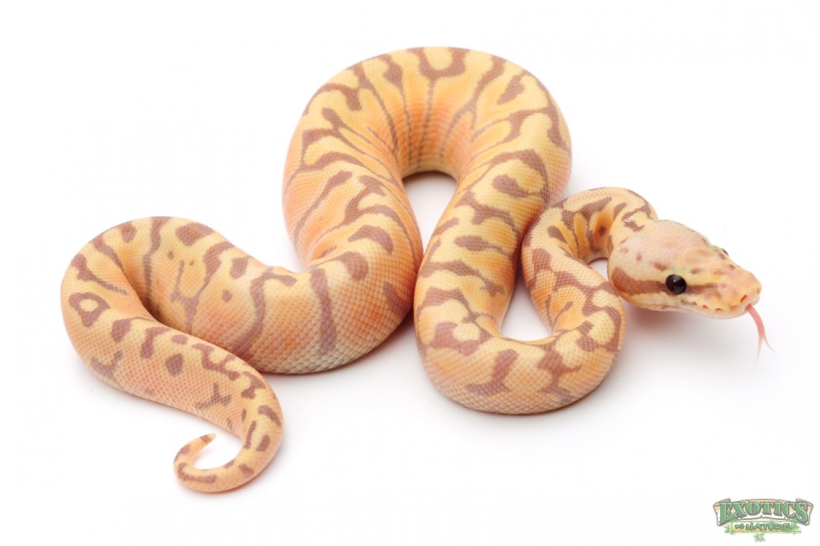 Banana Pastel Yellowbelly Woma Ball Python by Exotics by Nature Co