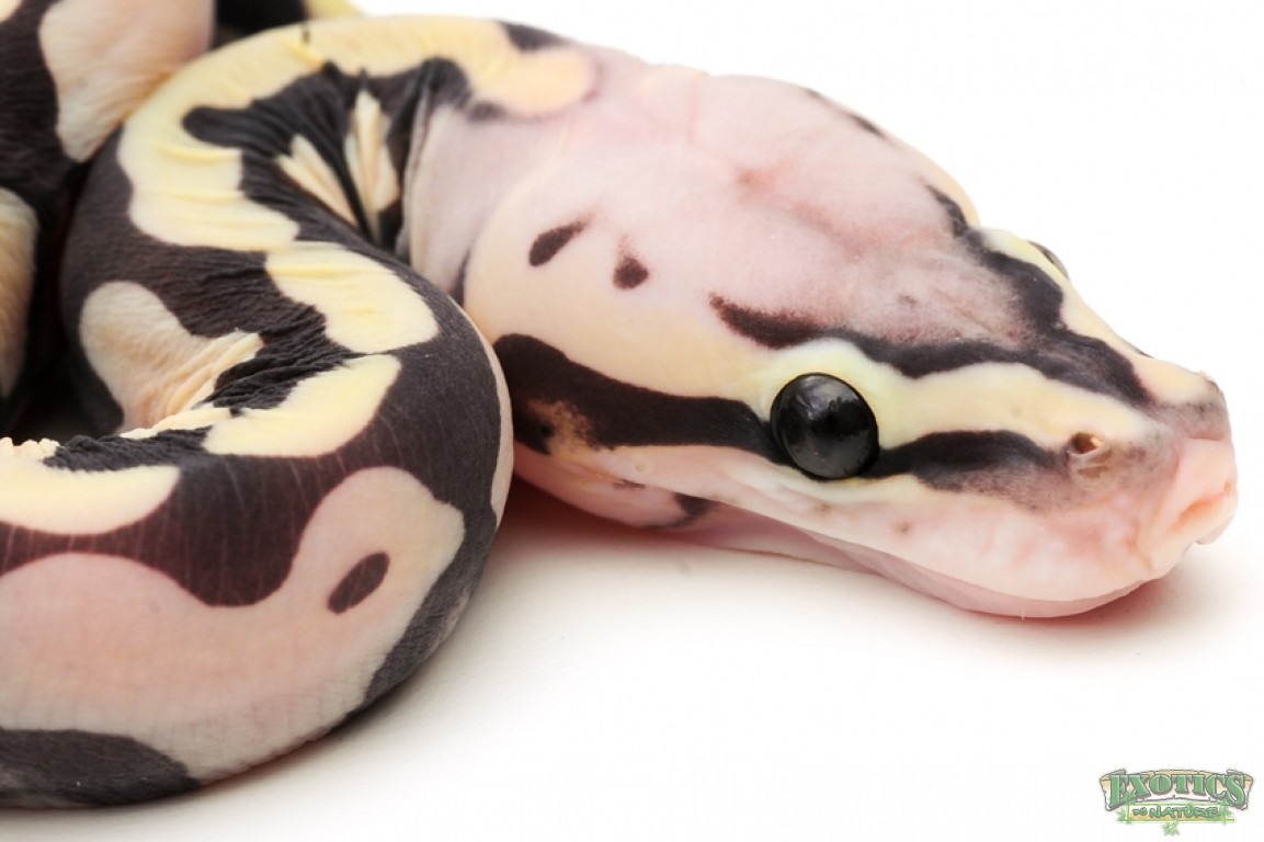 SCALELESS Pastel Blade PH Clown Ball Python by Exotics by Nature Co ...