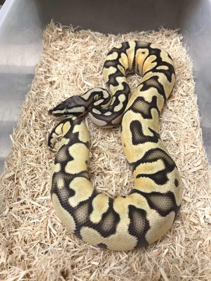 Hypo Pastel Enchi Ball Python by Exotics by Nature Co. - MorphMarket