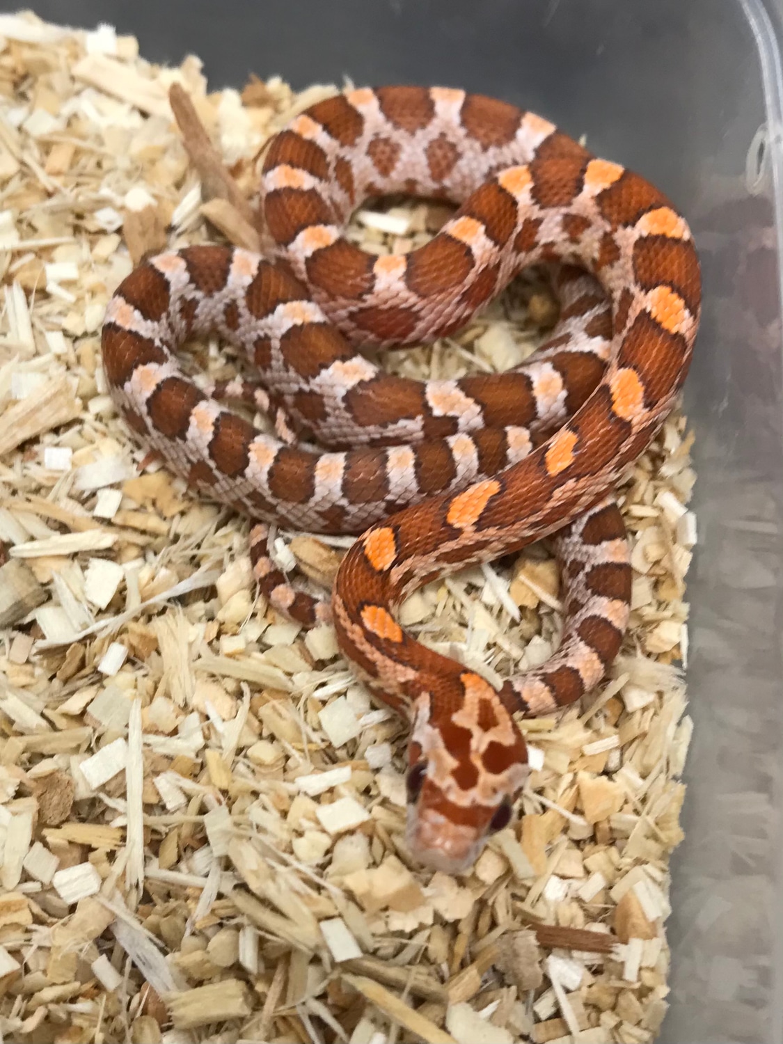 Kastanie 66% Pos. Het Anery Corn Snake by Exotics by Nature Co ...