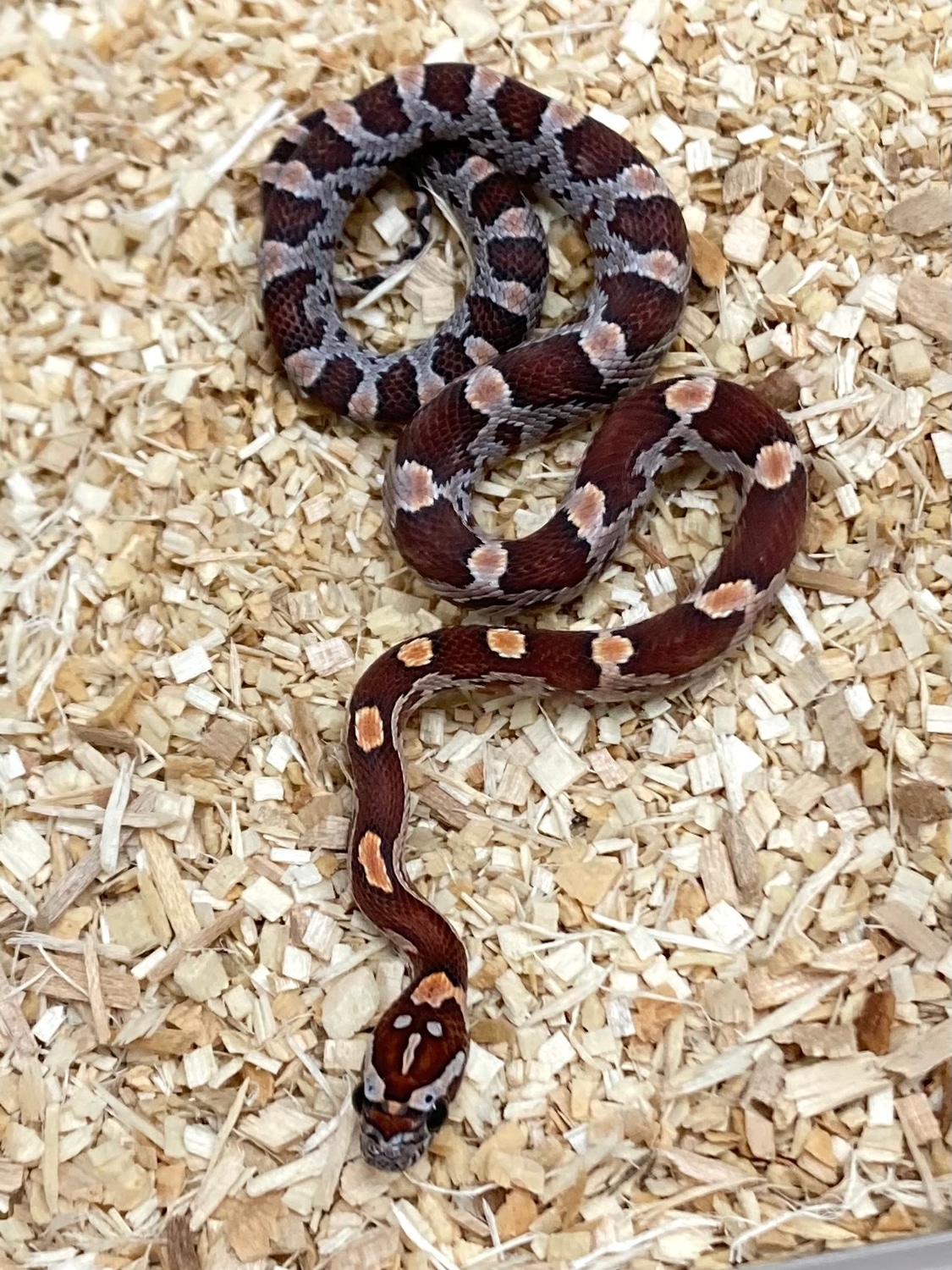Dilute Het Sunkissed Anery Corn Snake by Exotics by Nature Co ...