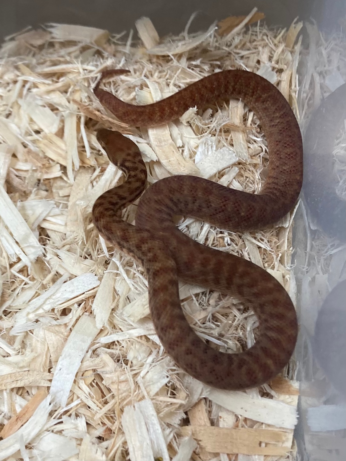 Pygmy Python by Exotics by Nature Co. - MorphMarket