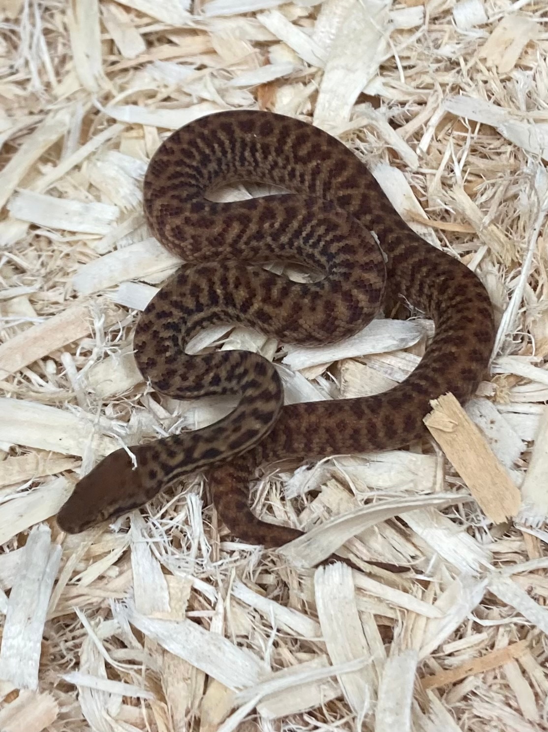 Anthill Python Pygmy Python by Exotics by Nature Co. - MorphMarket