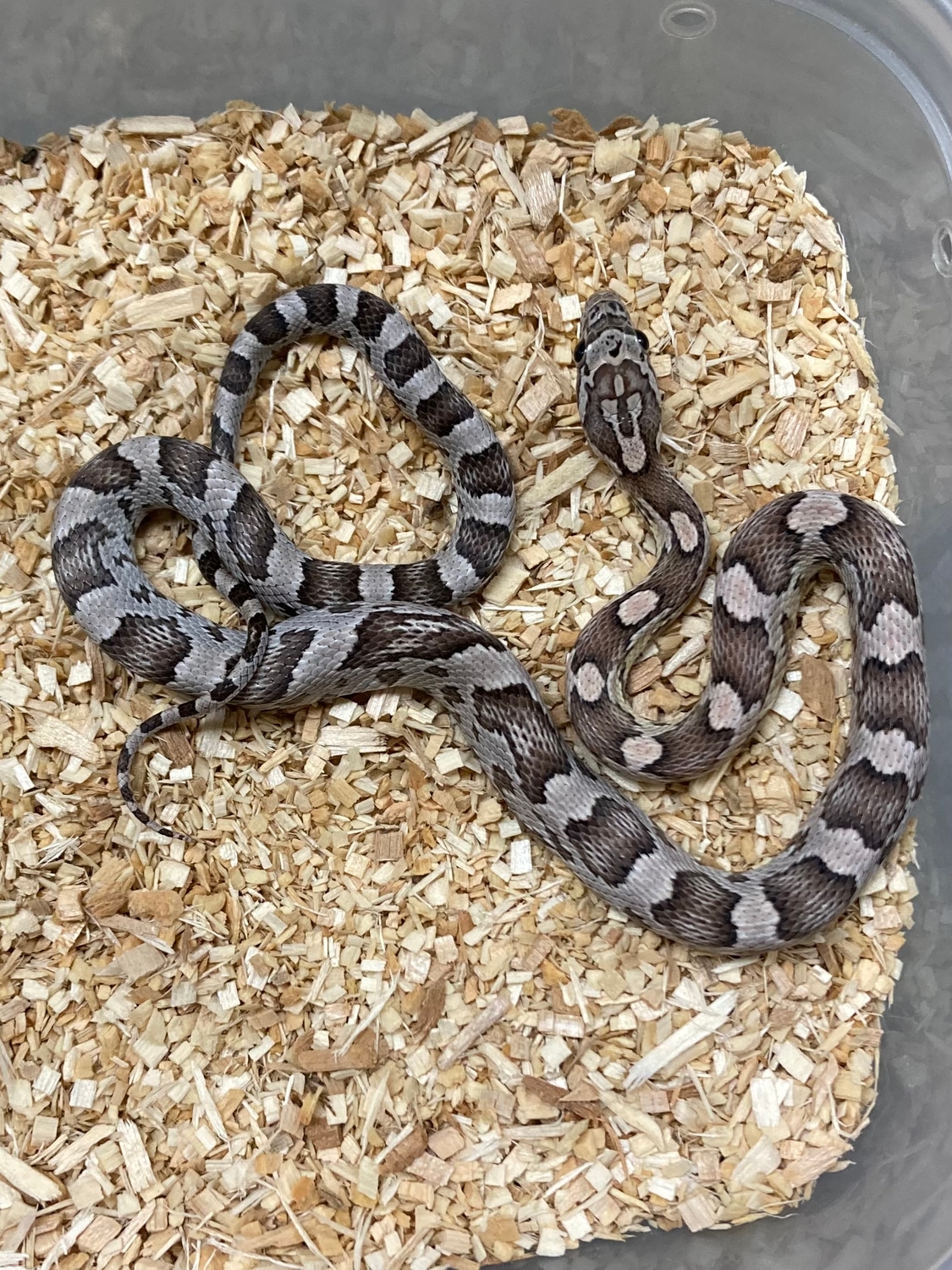 Anery Het Amel 66% Pos. Het Caramel Sunkissed Lavender Corn Snake by ...