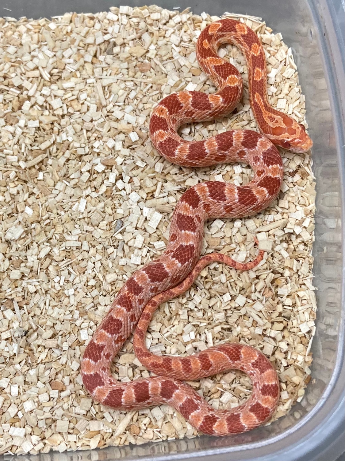Amel Het Palmetto Corn Snake by Exotics by Nature Co. MorphMarket
