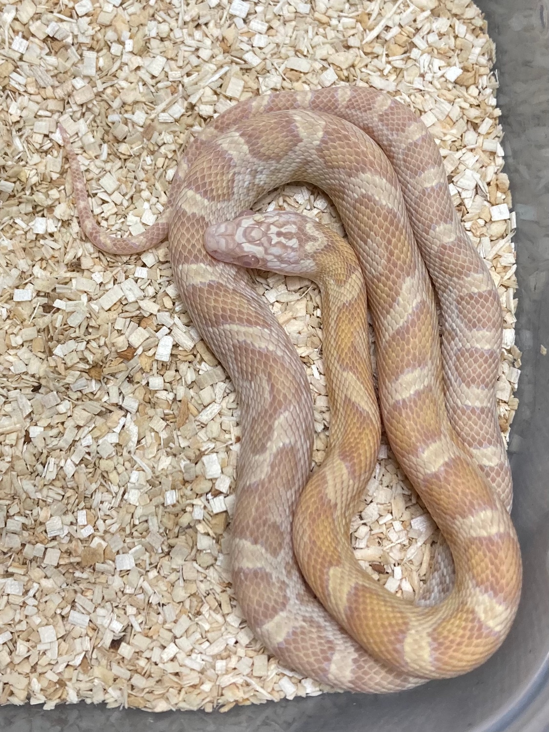 Butter Sunkissed Pos Het Cinder Corn Snake by Exotics by Nature Co ...