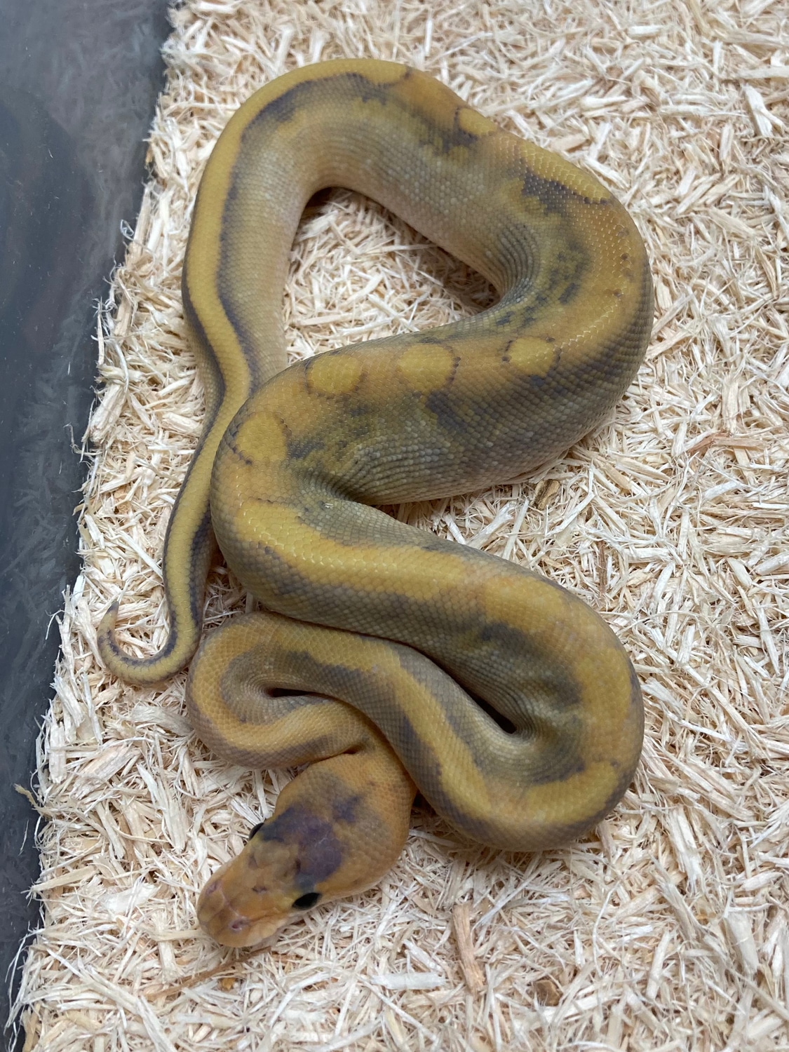 Mimosa Ball Python by Exotics by Nature Co. MorphMarket