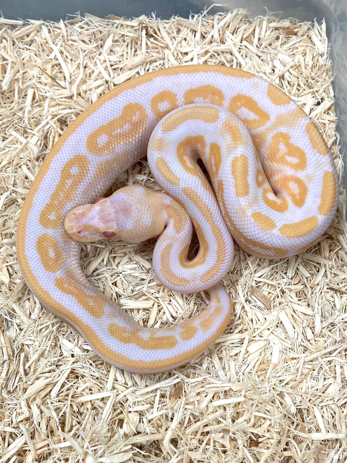 Albino Cinnamon Blitz Ball Python by Exotics by Nature Co. - MorphMarket