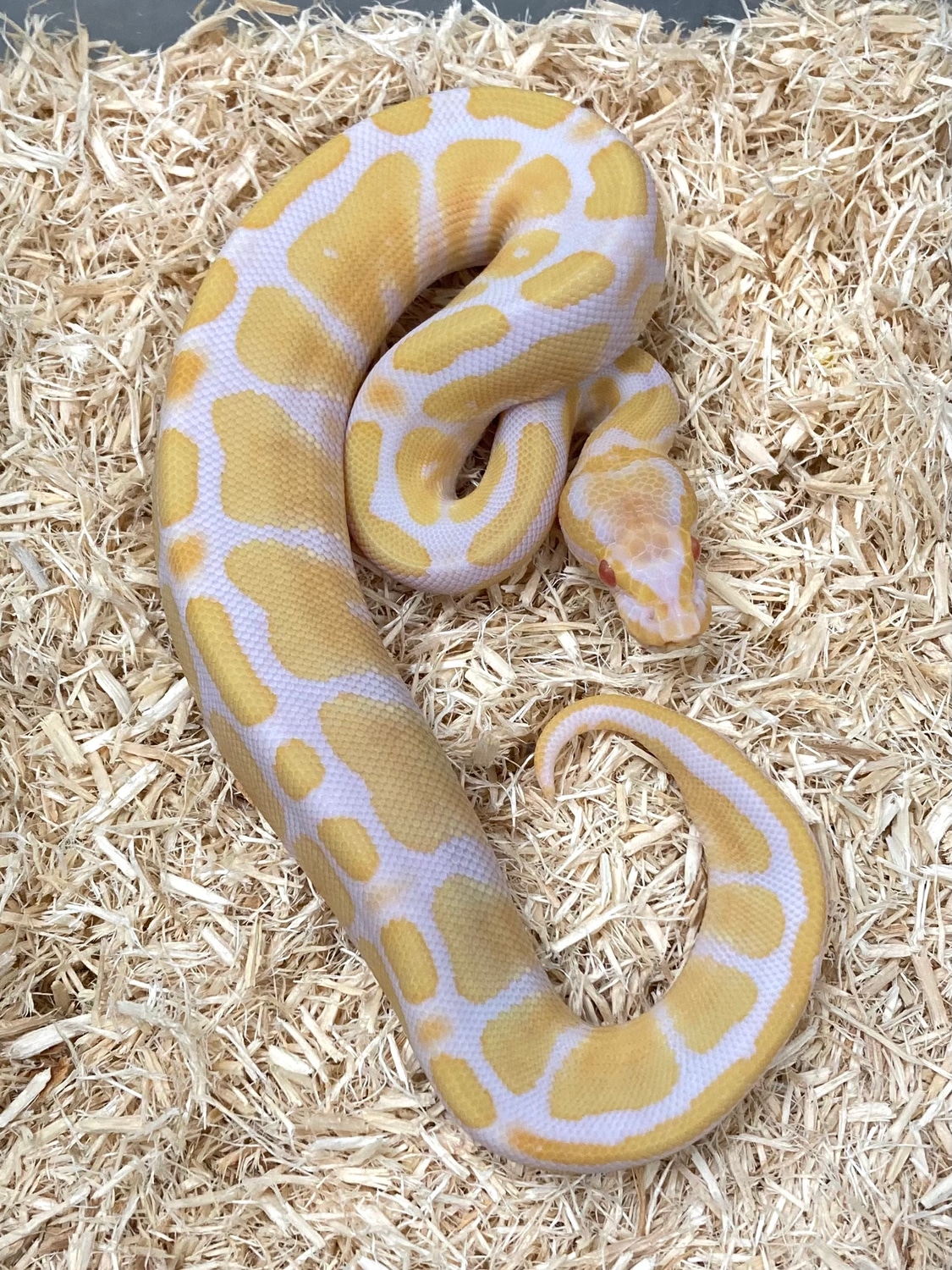 Albino Ball Python by Exotics by Nature Co. MorphMarket