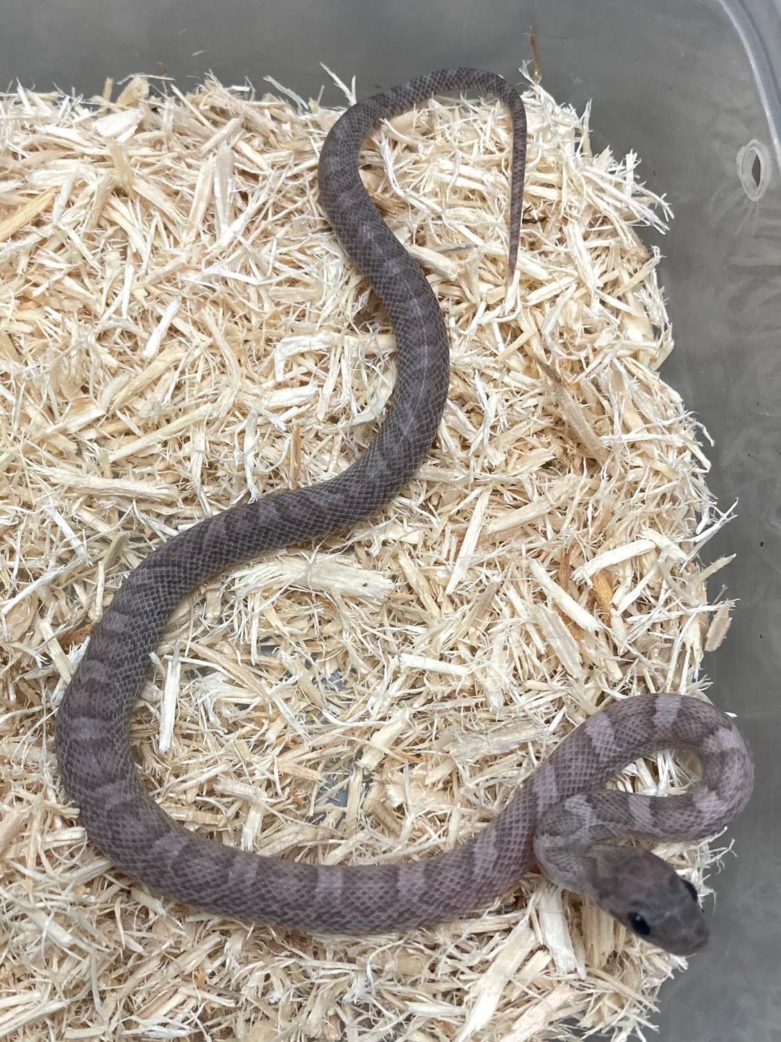 Sunkissed Charcoal Pos. Het Bloodred Corn Snake by Exotics by Nature Co