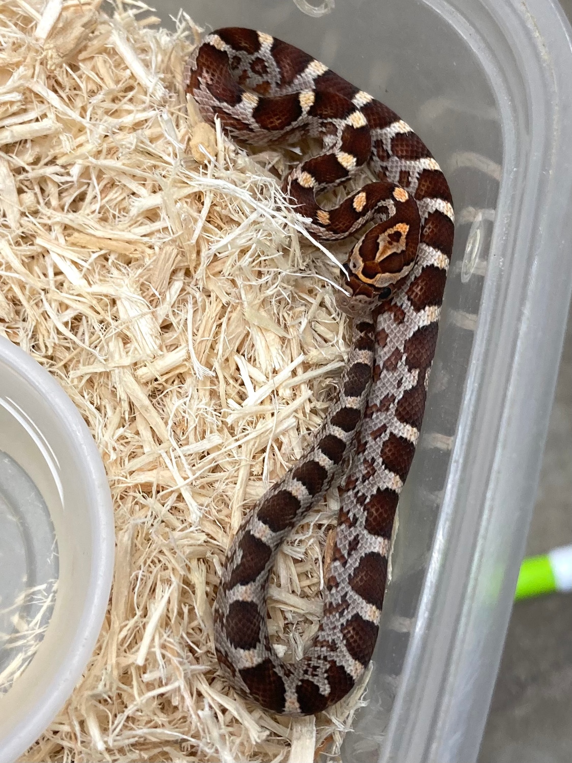 Het Ultramel Lavender Pos. Het Bloodred Anery Motley Corn Snake by ...