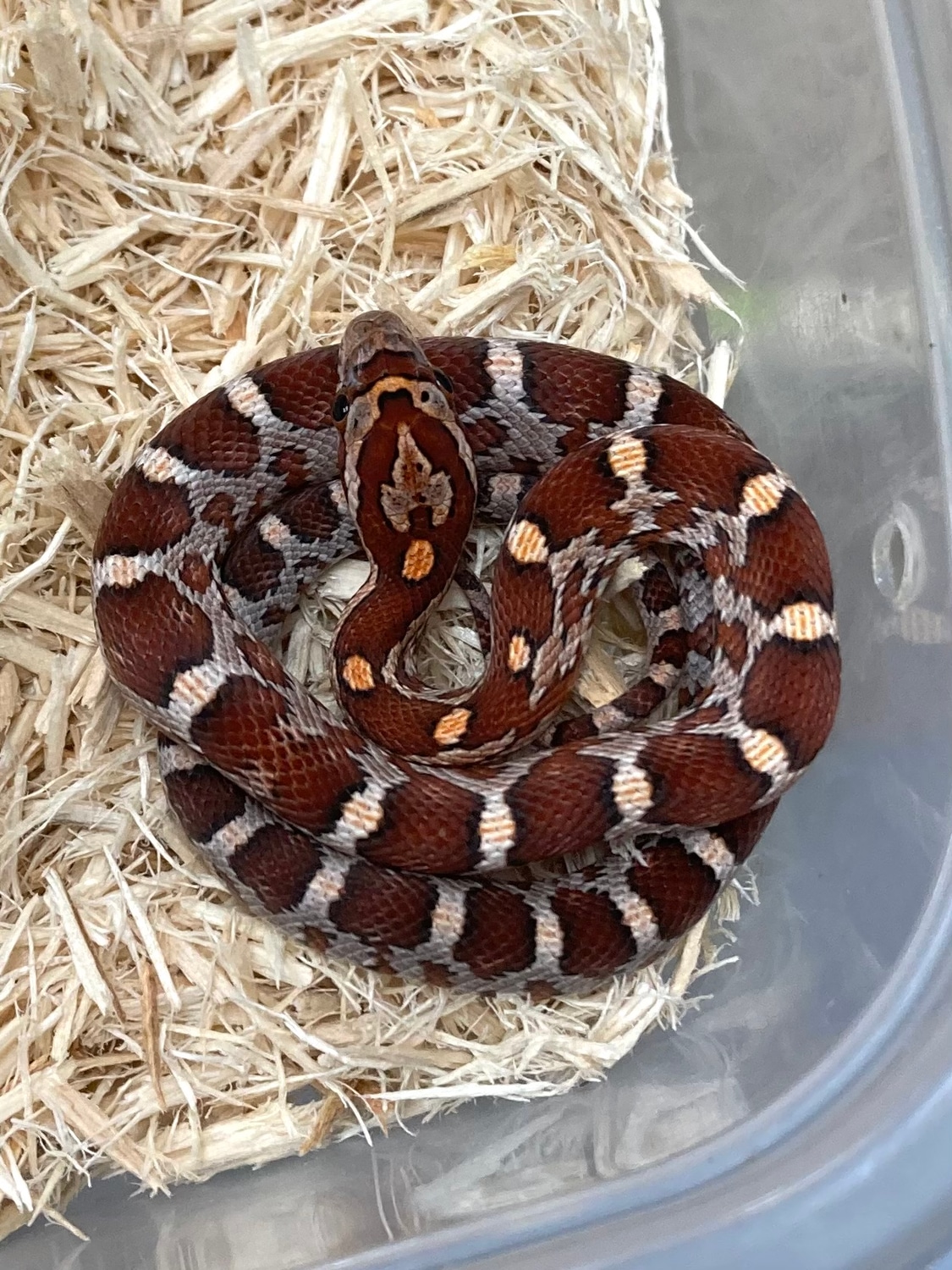 Het Ultra Lavender Pos. Het Bloodred Anery Motley Corn Snake by Exotics ...