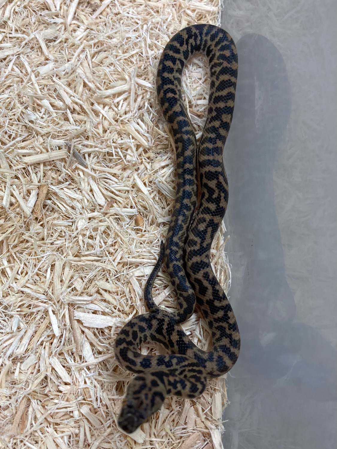 Spotted Python by Exotics by Nature Co. - MorphMarket