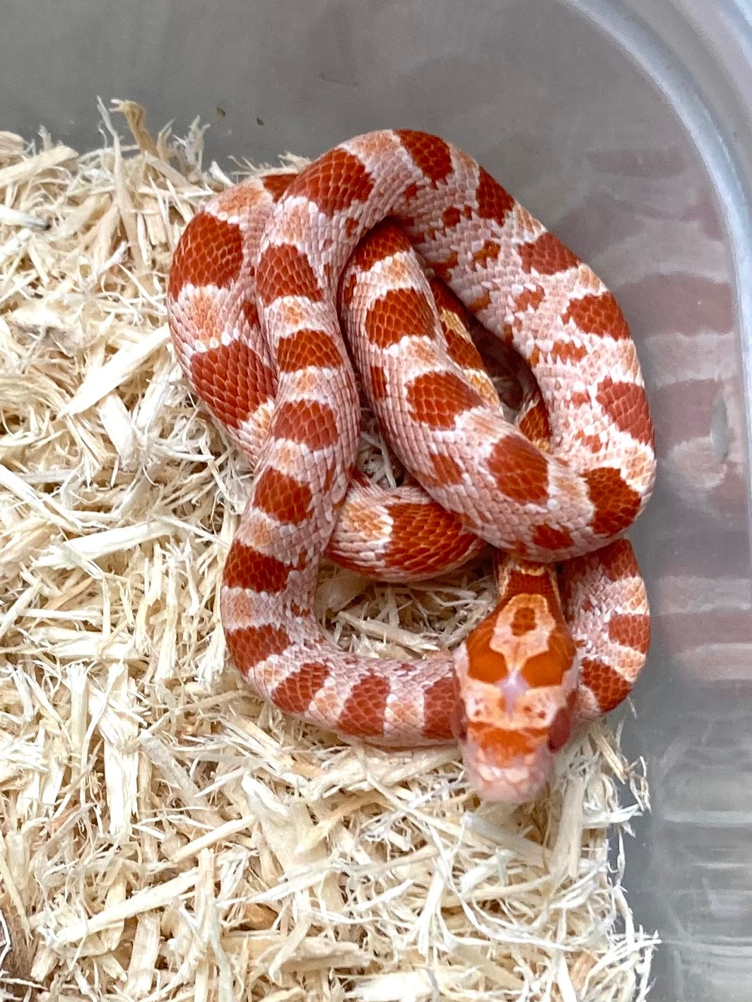 Amel Het Palmetto Corn Snake by Exotics by Nature Co. MorphMarket
